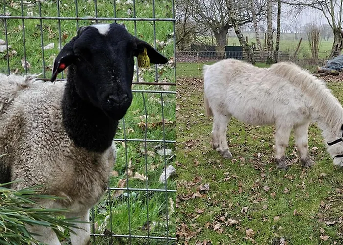 D'hotes Le Gachignard 3* Courlay